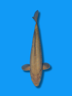 Doitsu Chagoi | Koi&Co.